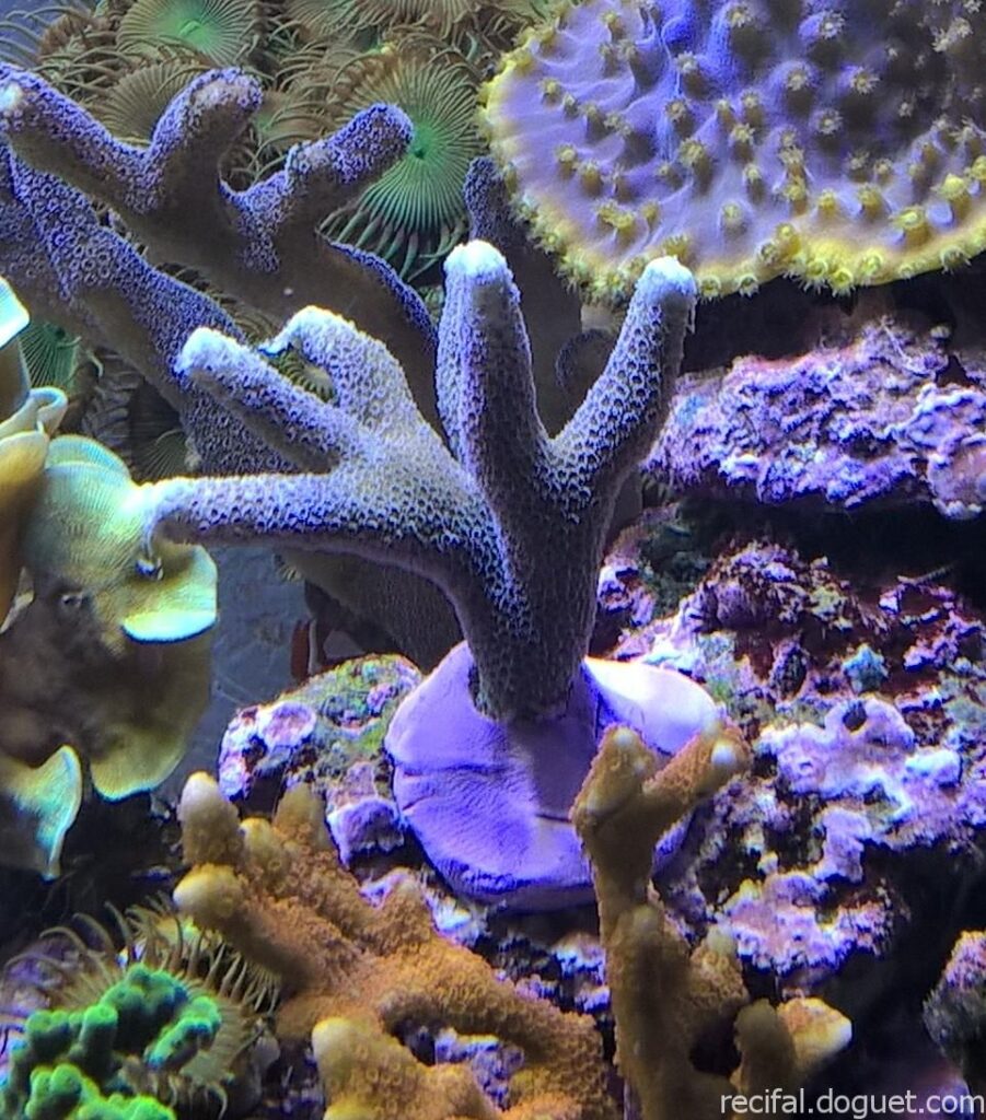 Montipora Gris