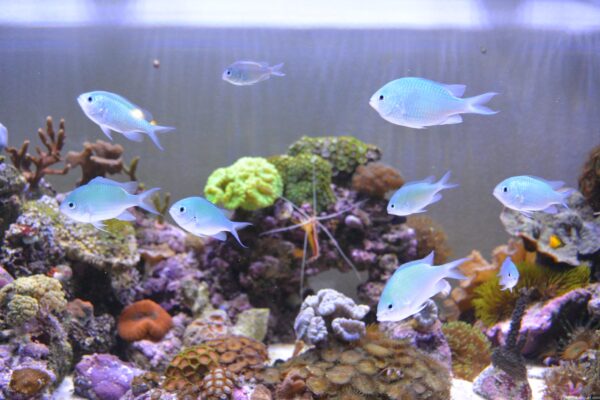 Chromis viridis