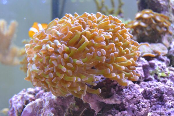 Euphyllia paradivisa