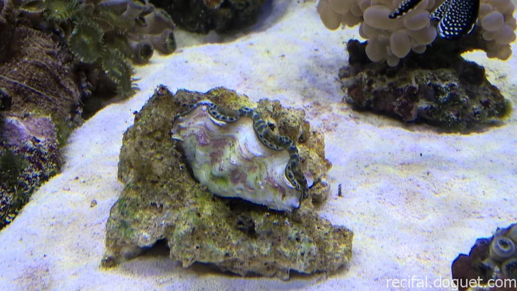Tridacna derasa