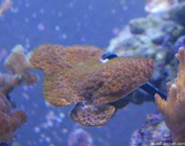 Acropora Crateriformis