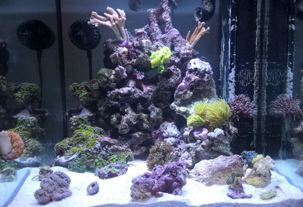 Mumu Reef -  2 jours après