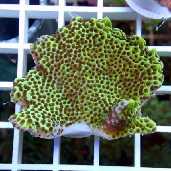 Montipora confusa monti4.