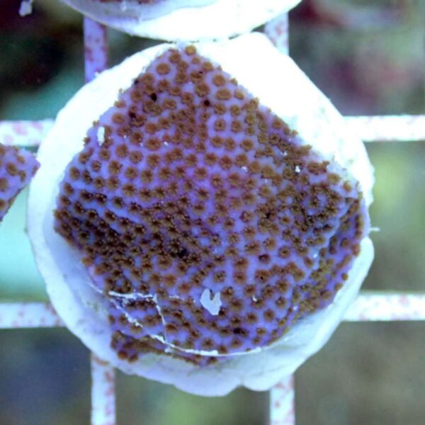 Montipora tuberculosa violet MT6