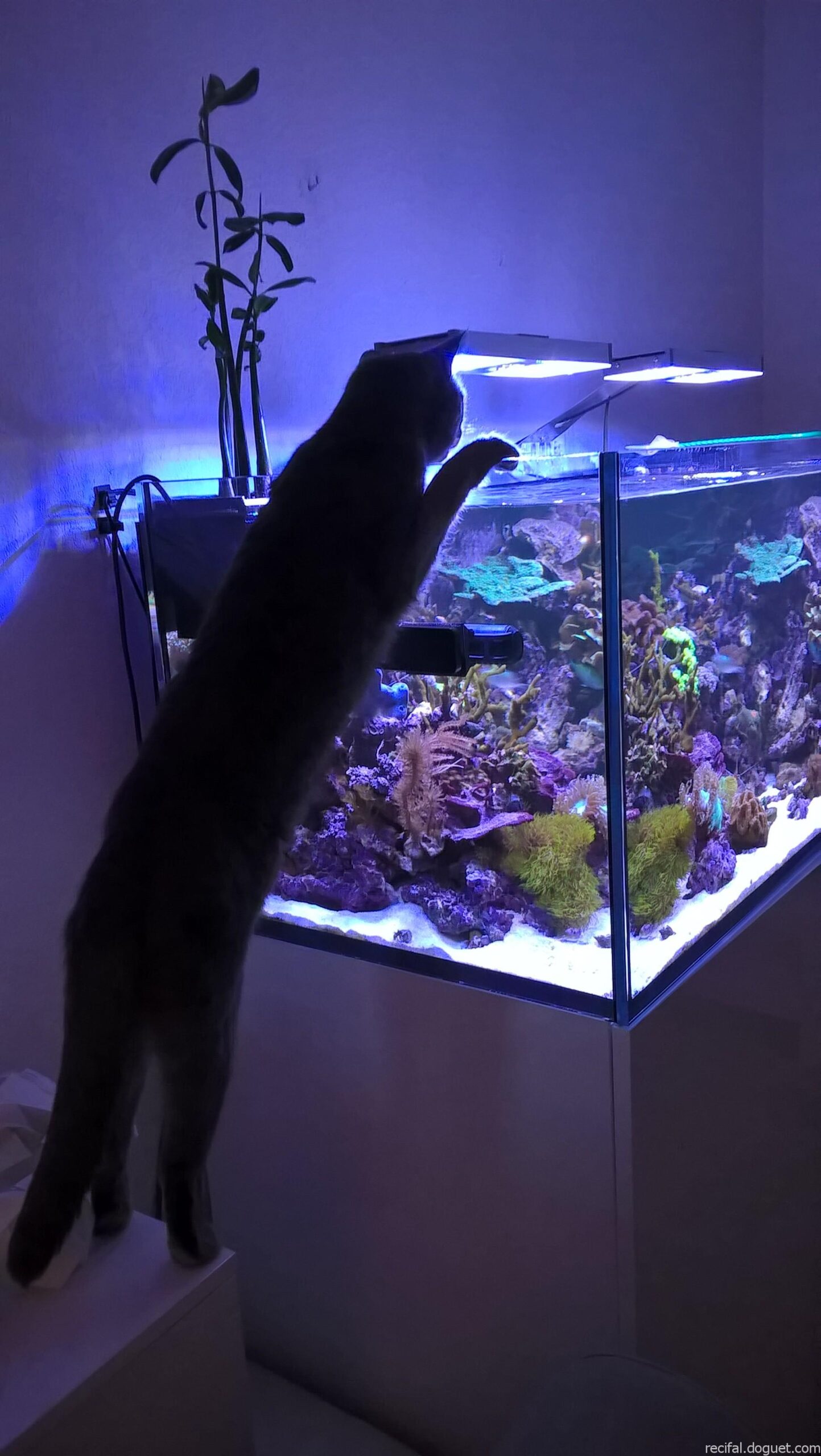 Un aquarium de 40L Aquascapé - Aqua News