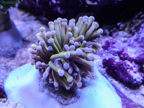 Euphyllia glabrescens golden torch