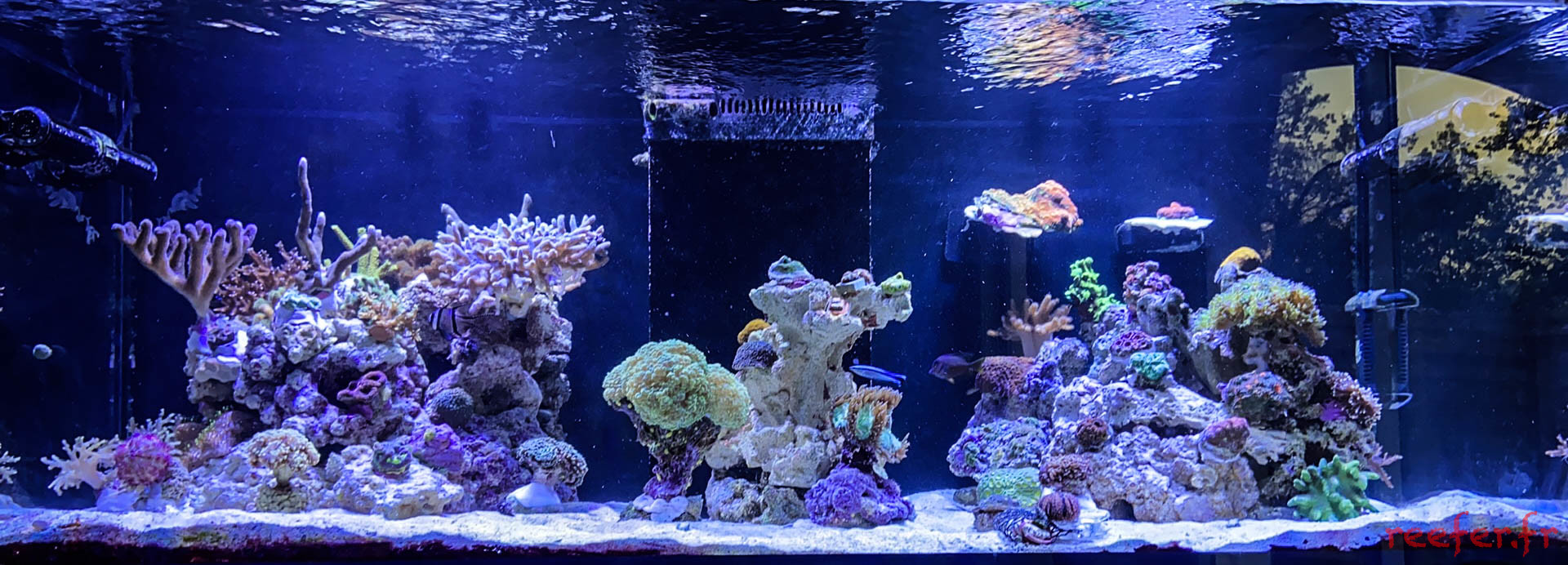 Un aquarium de 40L Aquascapé - Aqua News