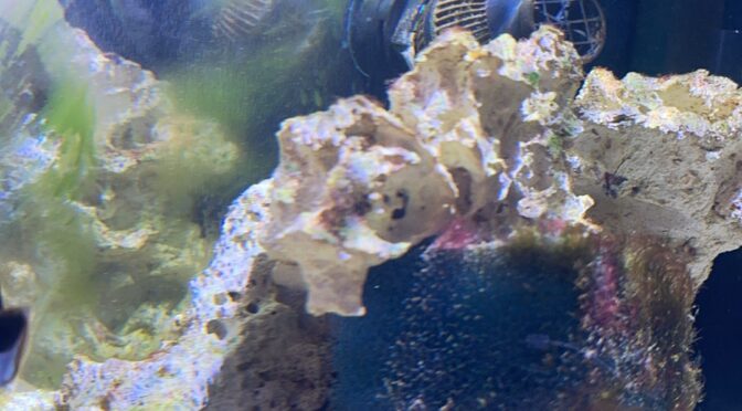 Cycle du Mini Reef : Semaine 4