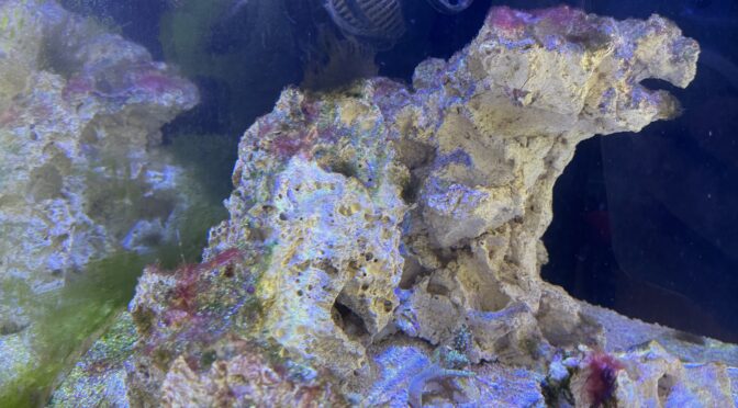 Cycle du Mini Reef : Semaine 5